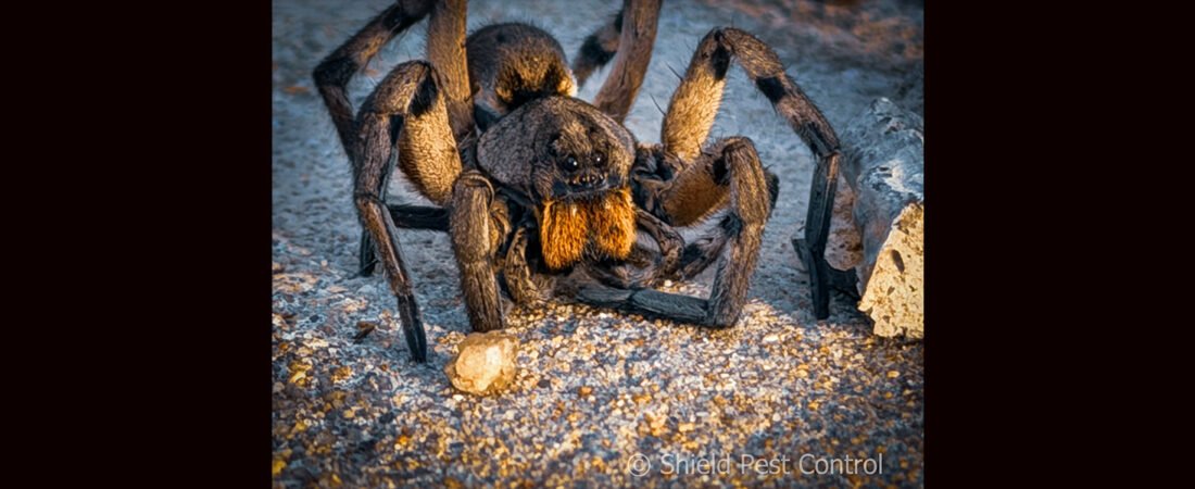 Meet Hogna: The Other Wolf Spider You Didn’t Know About