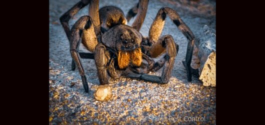Meet Hogna: The Other Wolf Spider You Didn’t Know About