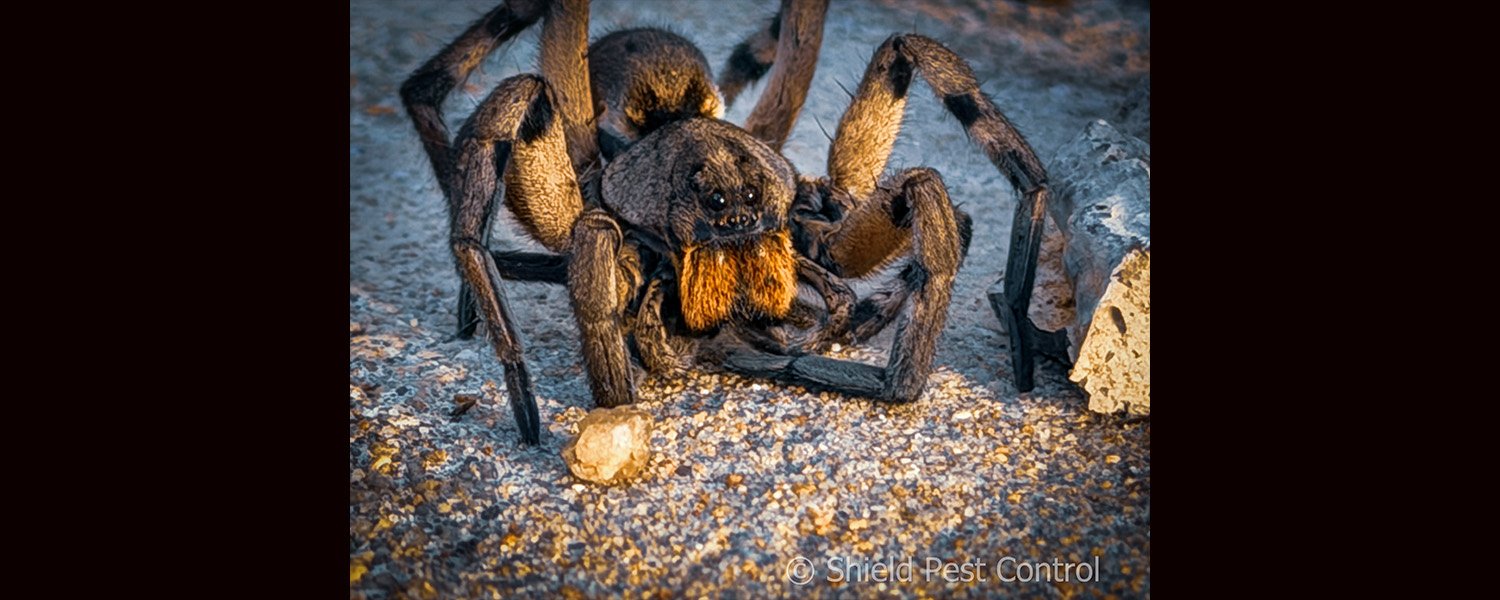 Meet Hogna: The Other Wolf Spider You Didn’t Know About