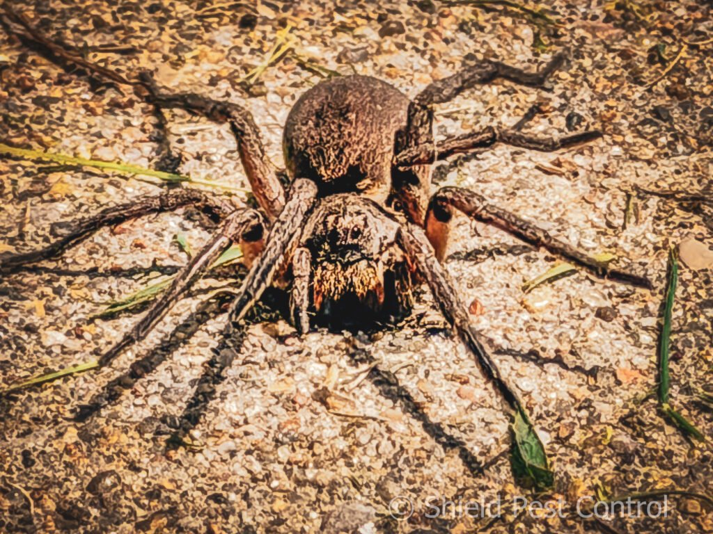 A brown spider crawling in the sand. 