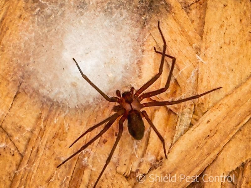 A light brown spider next to a white spider webbing on a piece of plywood. 