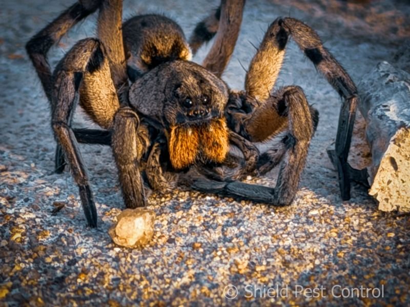 A brown and black spider, resting on concrete. 